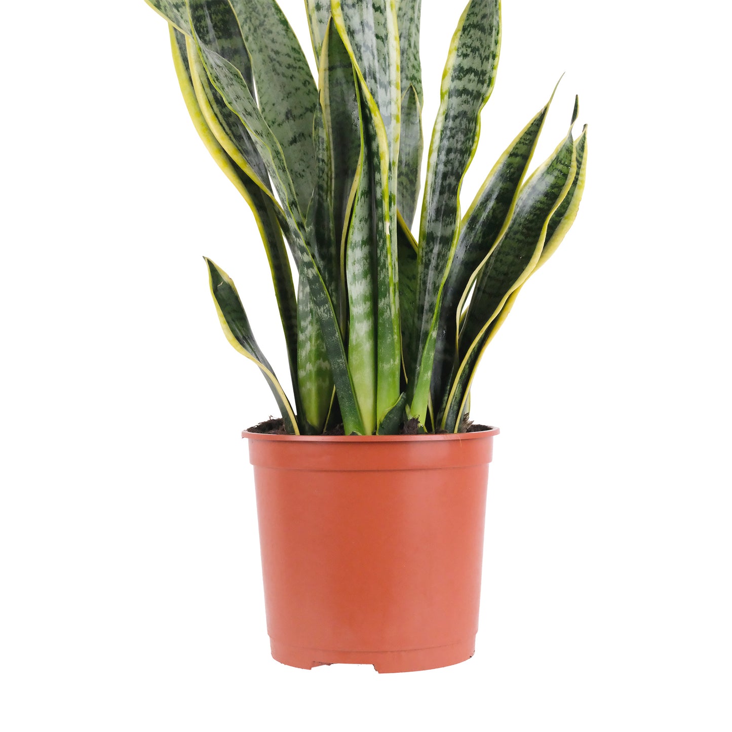 Sansevieria