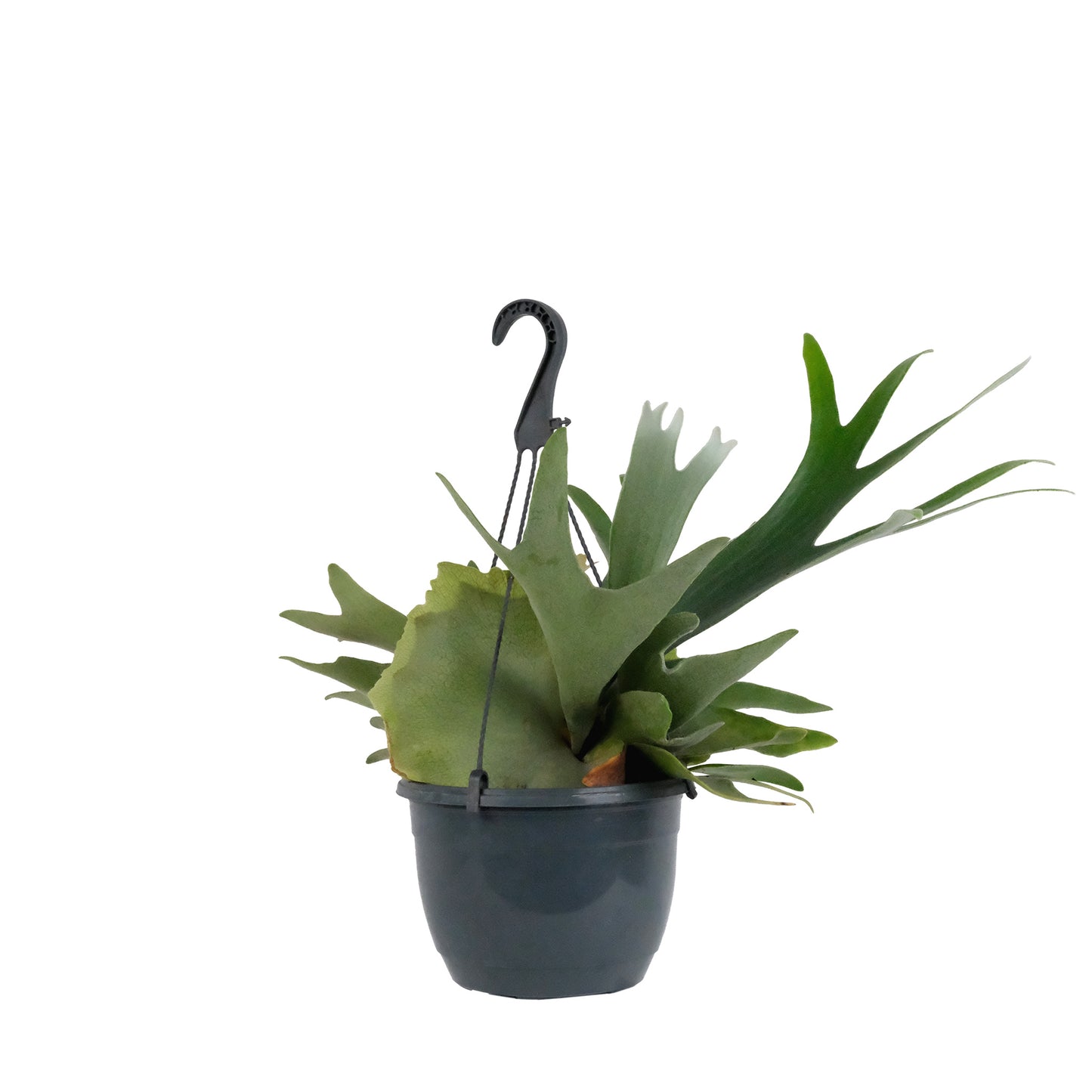 Platycerium