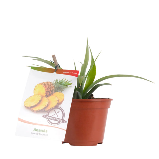 Ananás