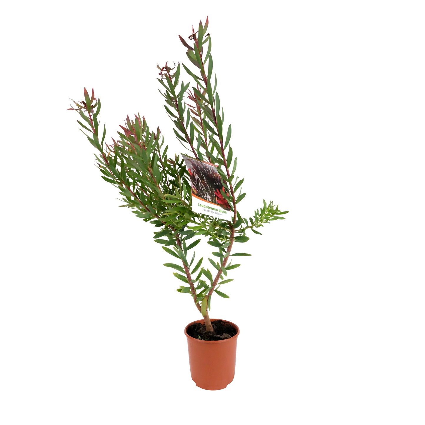 Leucadendro