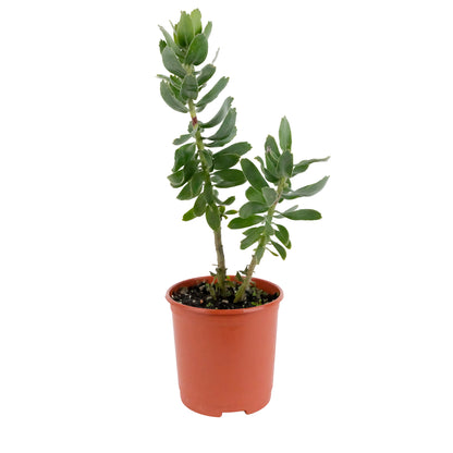 Leucospermum