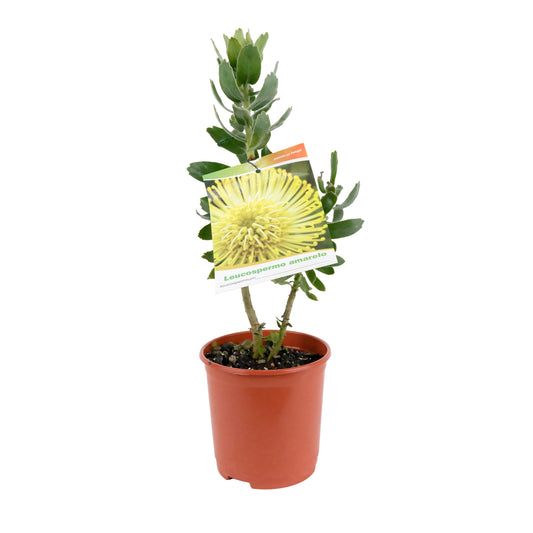Leucospermum