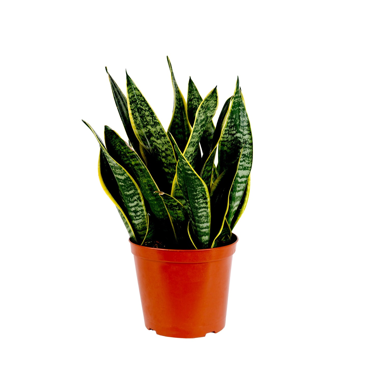Sansevieria