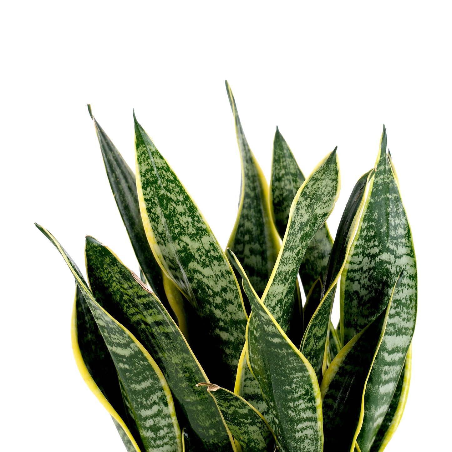 Sansevieria