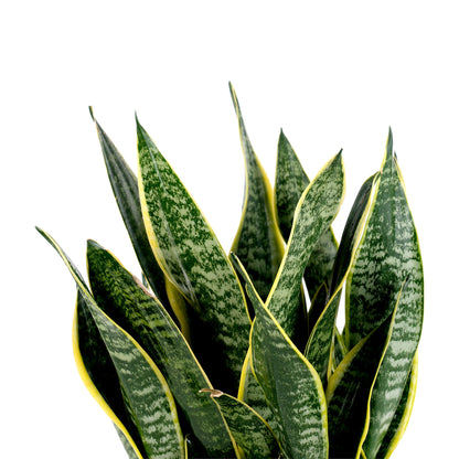 Sansevieria