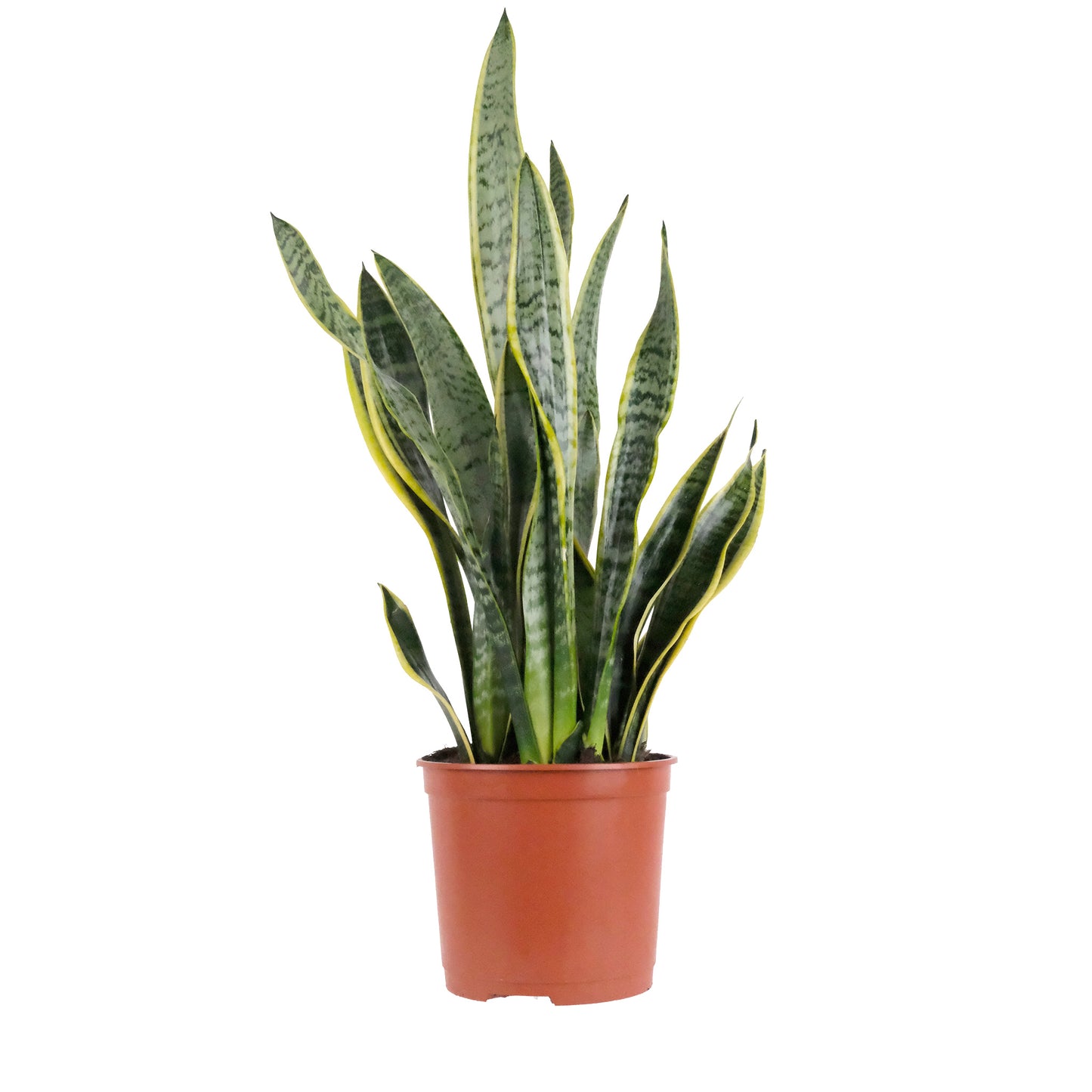 Sansevieria
