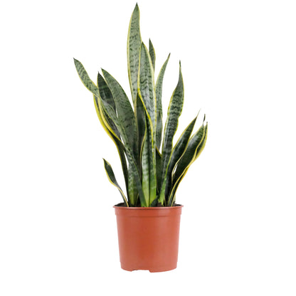 Sansevieria