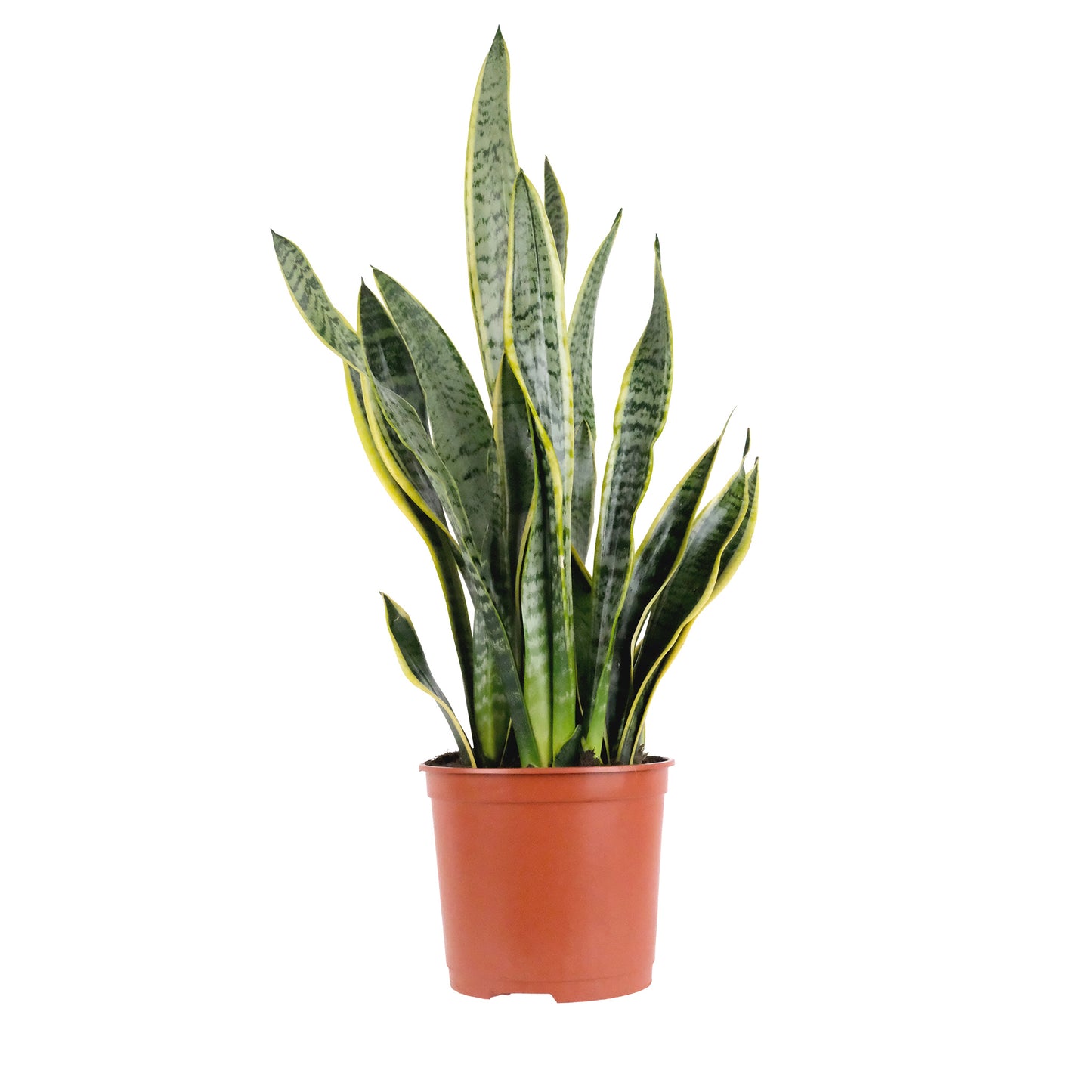 Sansevieria