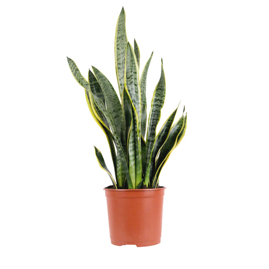 Sansevieria