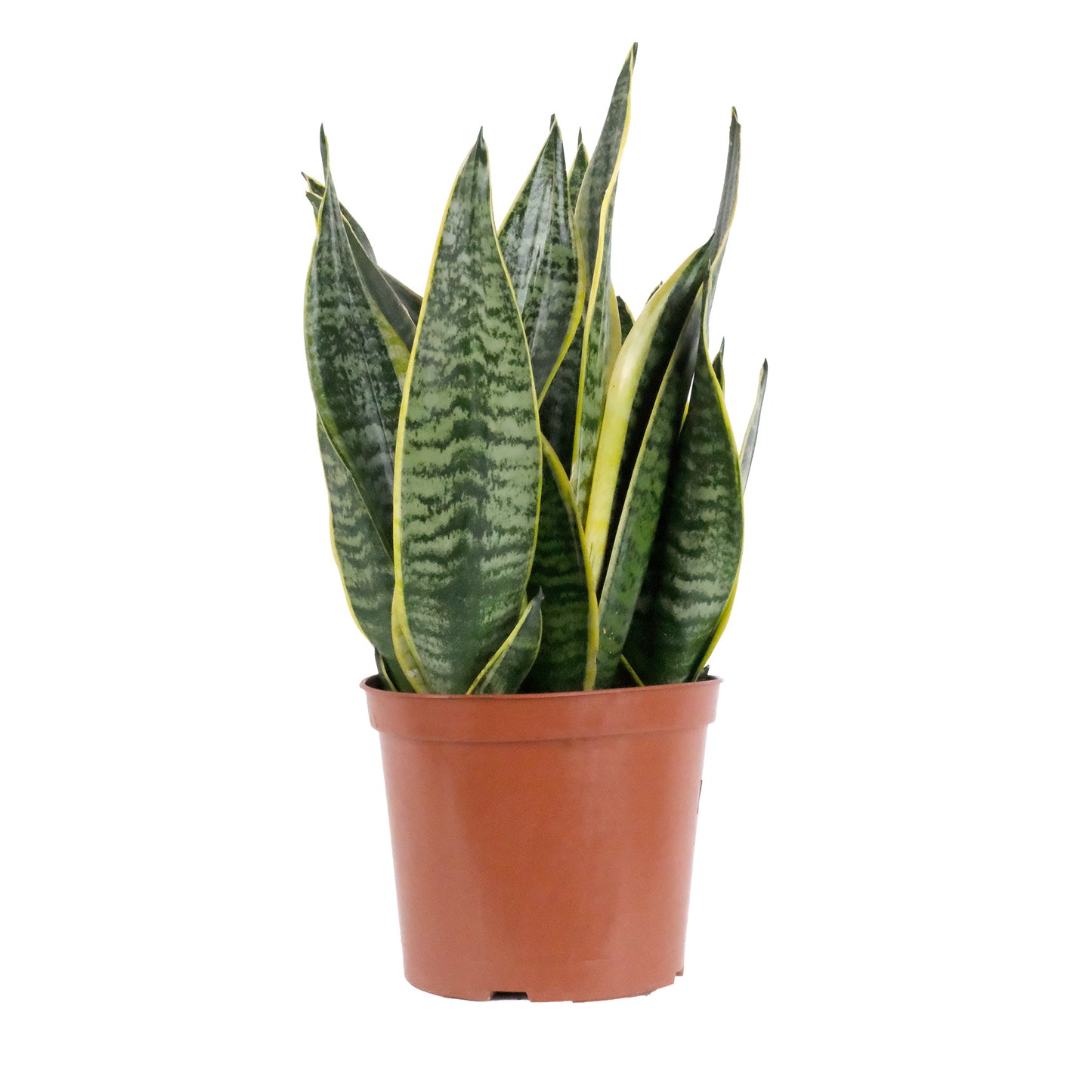 Sansevieria