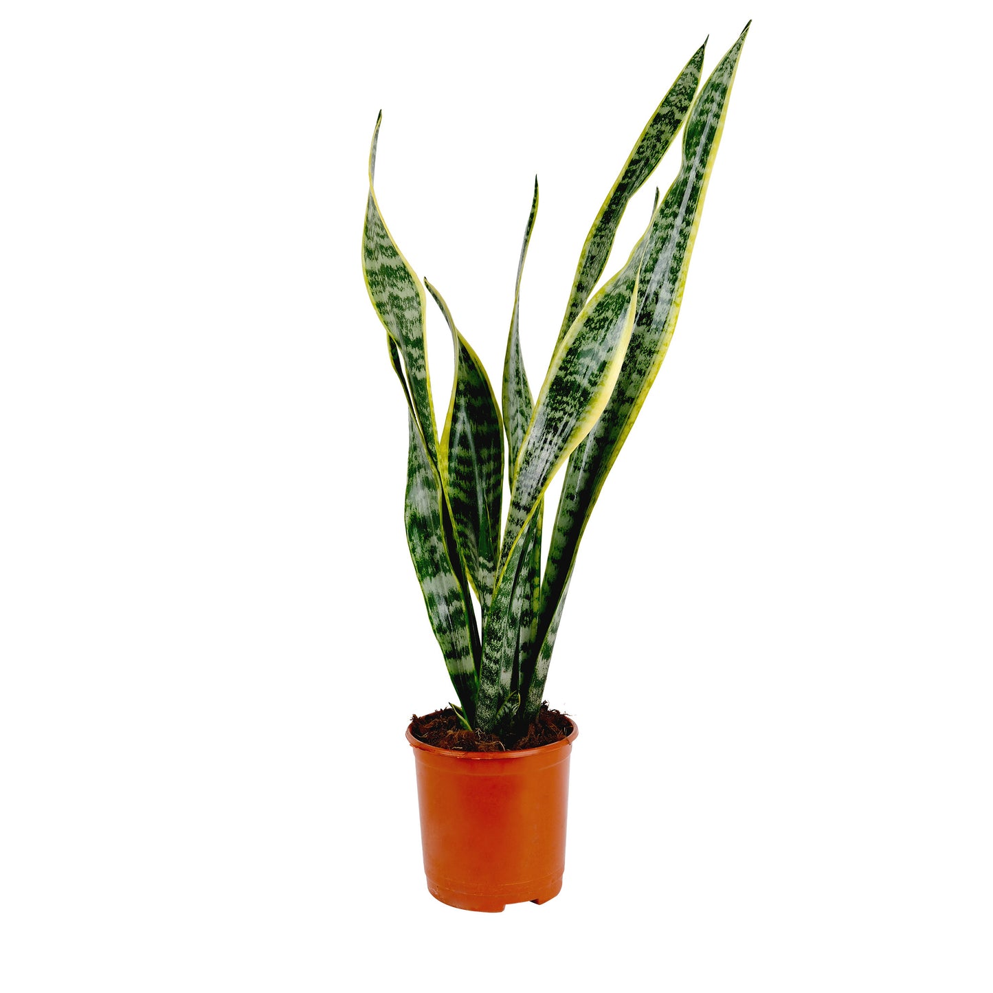 Sansevieria