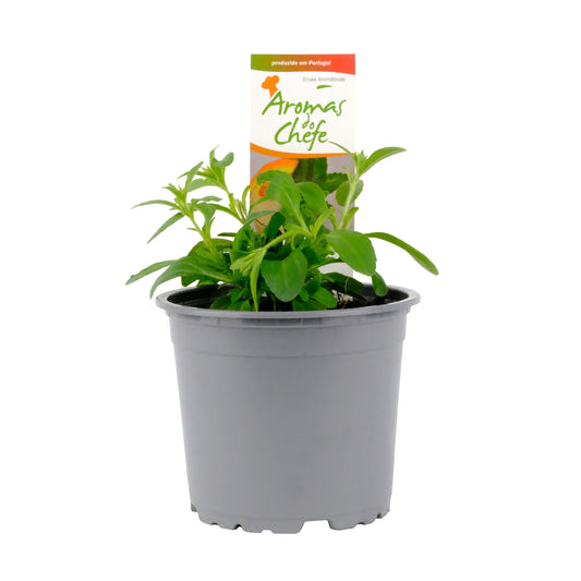 Stevia